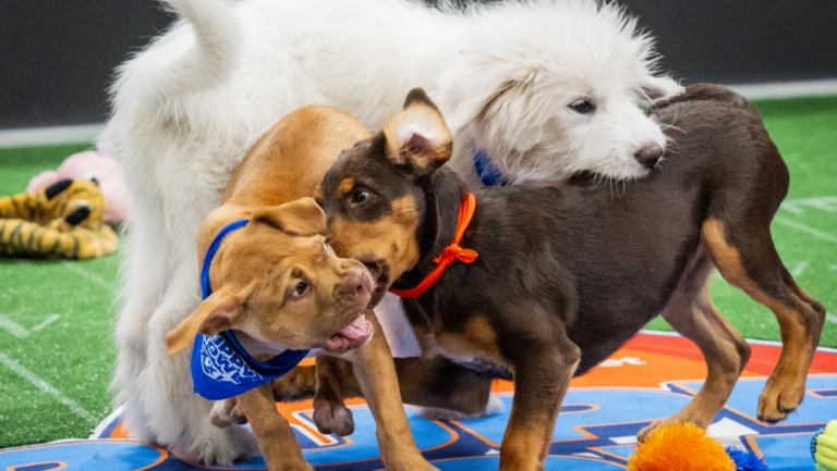 How to Watch Puppy Bowl 2026 Without Cable: Livestream Online for Free How to Watch Puppy Bowl 2026 Without Cable: Livestream Online for Free
